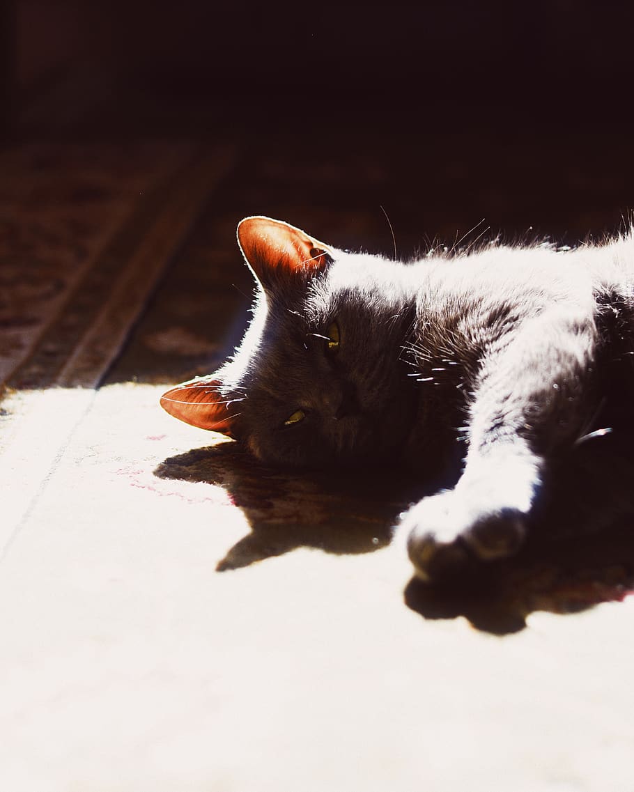 cat, wallpaper, background, animal, nature, home, light, sunshine HD wallpaper
