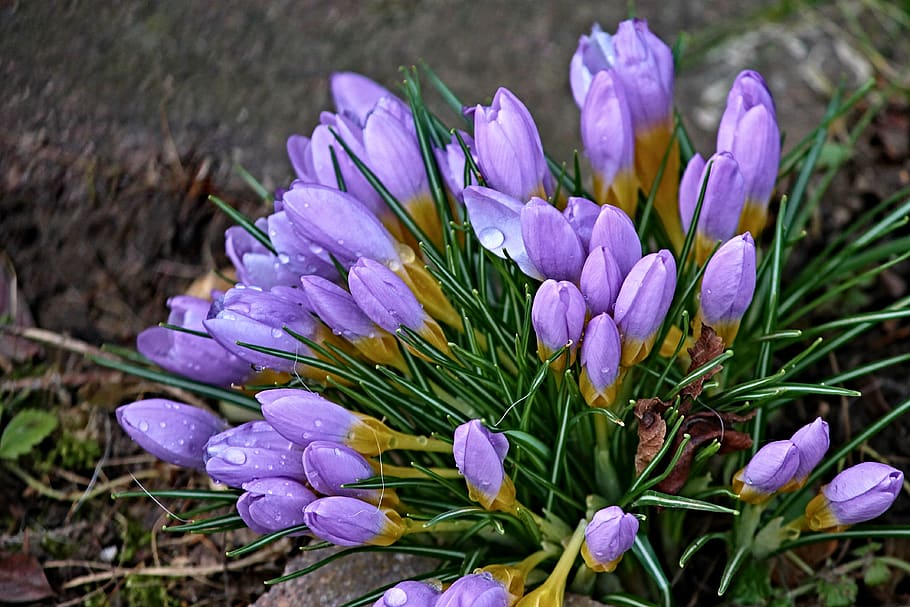 crocus, spring, lenz, early bloomer, violet, yellow, garden HD wallpaper
