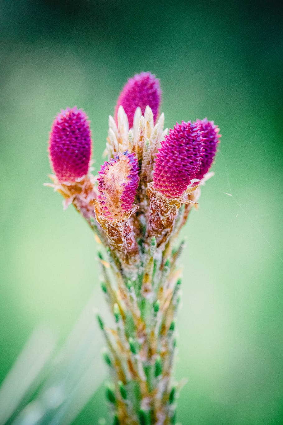 plant, flower, flowering plant, growth, beauty in nature, close-up HD wallpaper