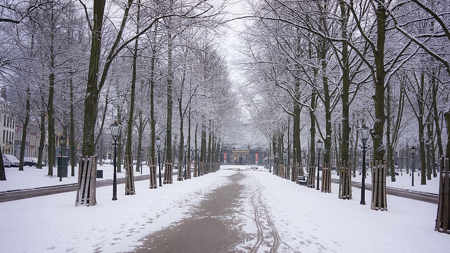 snow, winter, cold, trees, urban, hague, netherlands, de witt HD wallpaper