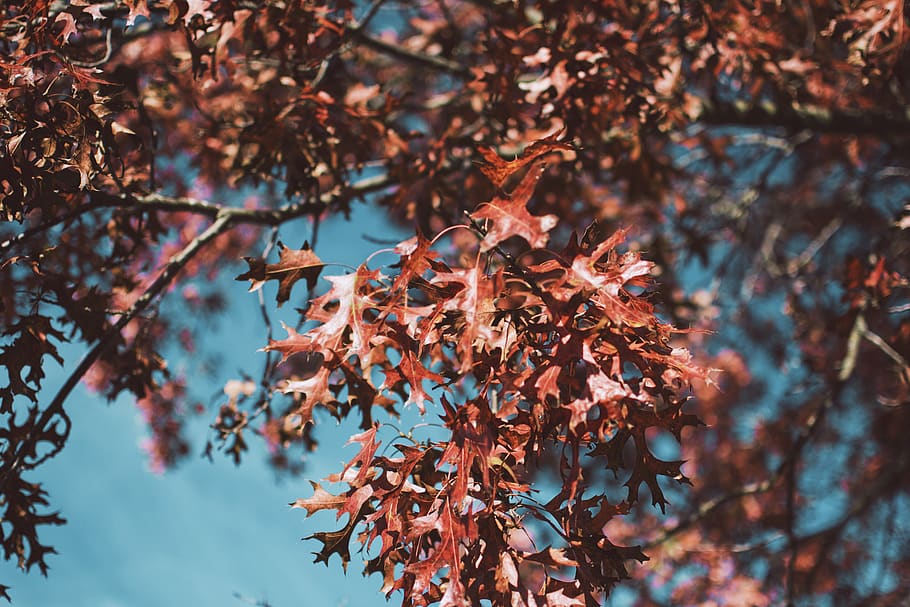 red-leafed tree, plant, maple, maple leaf, oak, fall leaves, vegetation HD wallpaper