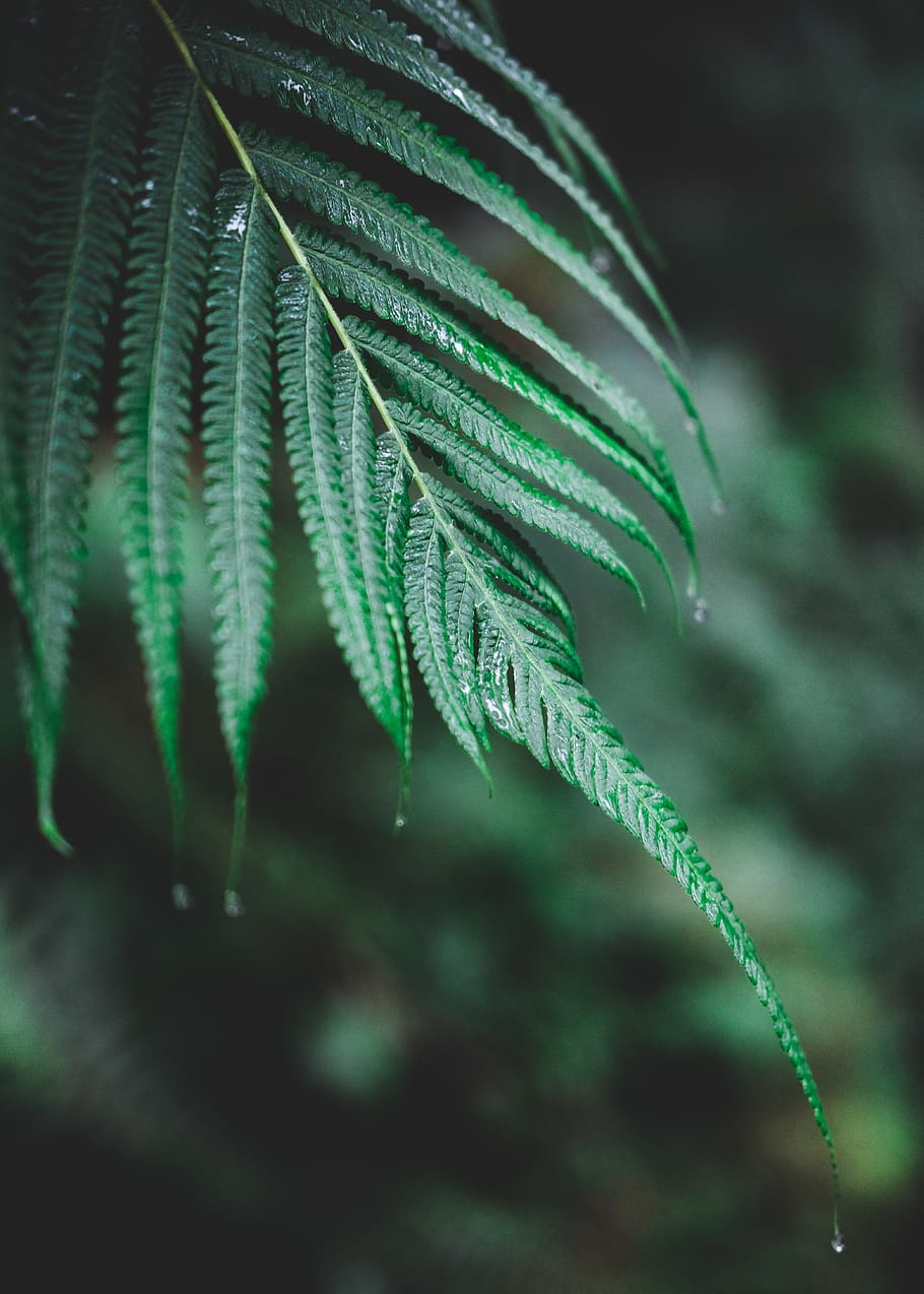 green-leafed plant, green color, growth, plant part, close-up HD wallpaper