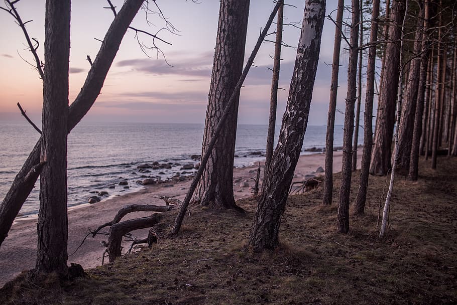 sea, forest, seaside, evening forest, forest beach, trees, sunset HD wallpaper
