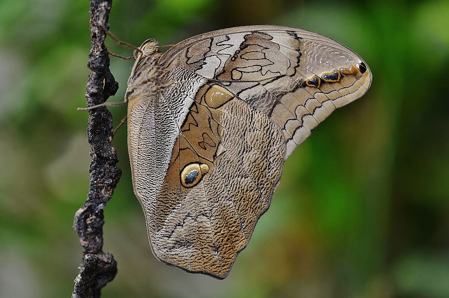 Brown Butterfly Perching on Brown Stick in Selective-focus Photography HD wallpaper