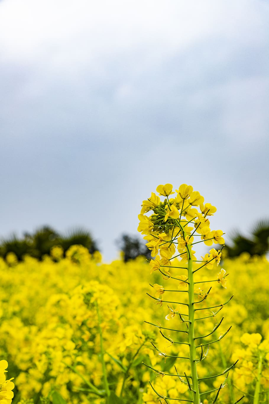yellow-petaled flower, field, plant, nature, food, outdoors, grassland, HD wallpaper