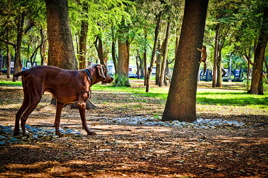 dog, squirrel, pet, animals, park, tree, one animal, animal themes HD wallpaper