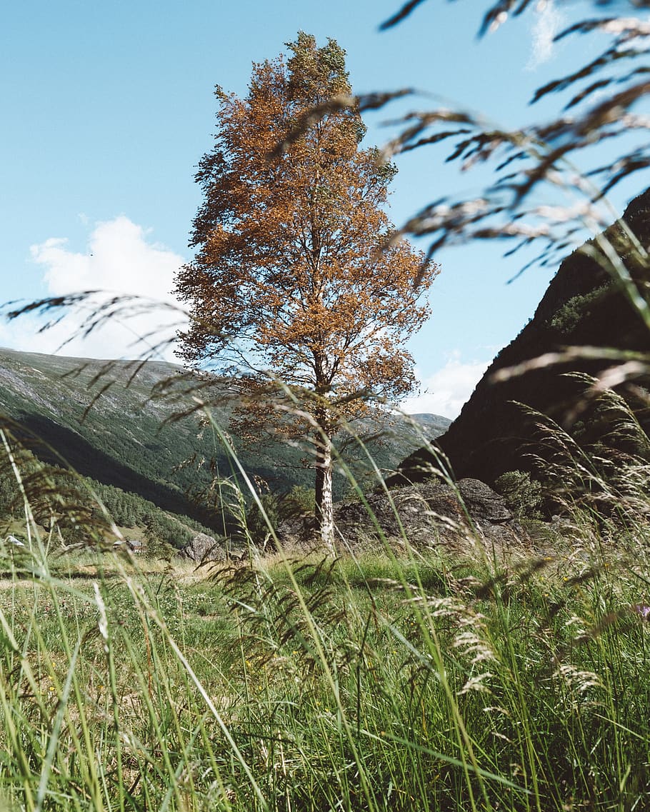 daytime, daylight, warm, nature, orange, norway, travel, summer HD wallpaper