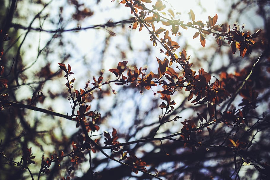 Prunus cerasifera / Cherry plum, branches, nature, tree, plant HD wallpaper