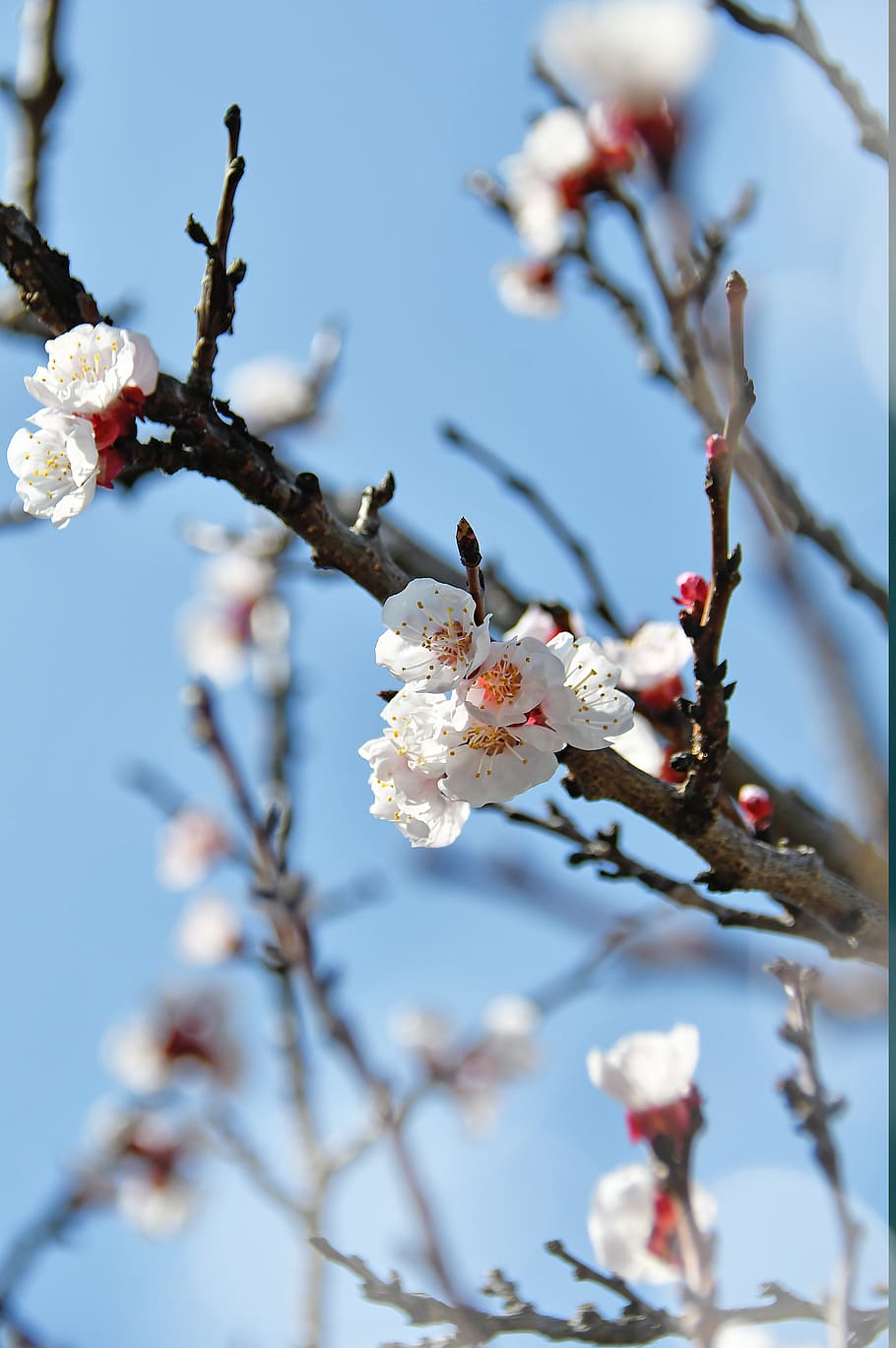 spring, cherry blossom, bloom, white flower, branch, blooms at HD wallpaper