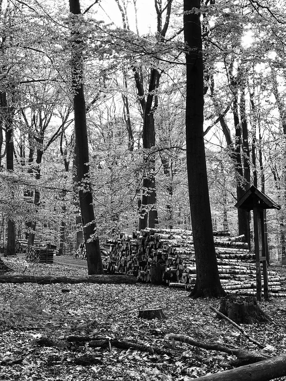 germany, berlin, forest, trees, wood, monochrom, plant, cemetery HD wallpaper