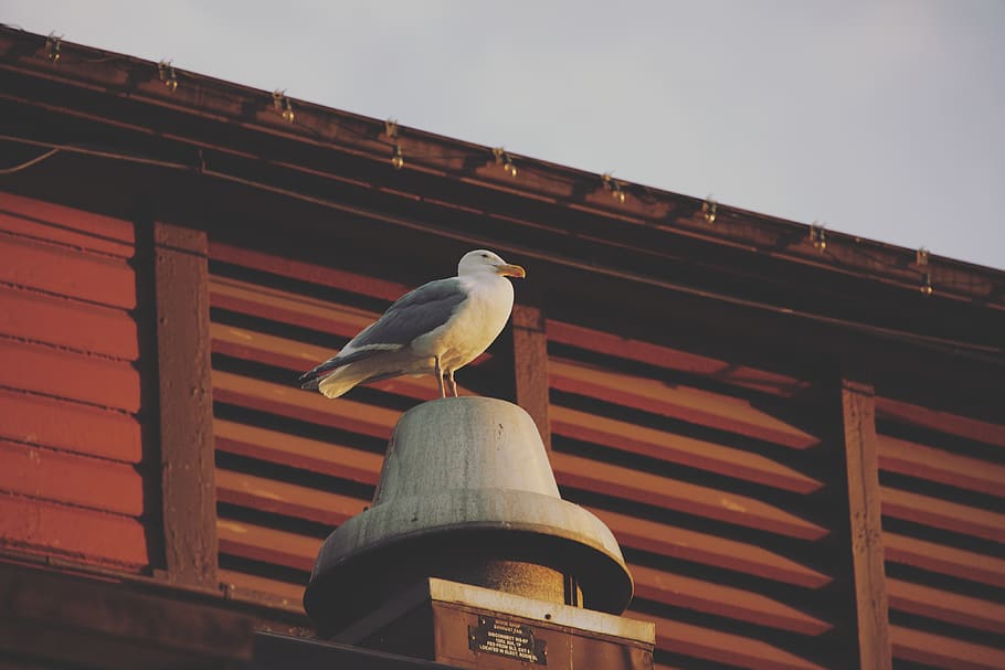 white and gray bird on gray surface, vertebrate, animal themes HD wallpaper