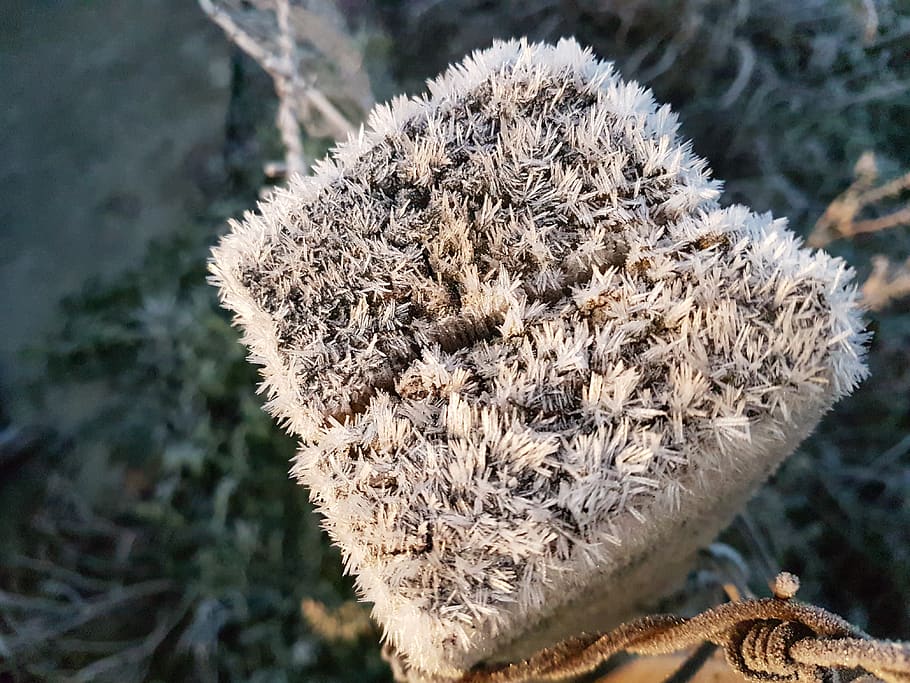 frost, crystals, ice, close-up, focus on foreground, plant HD wallpaper