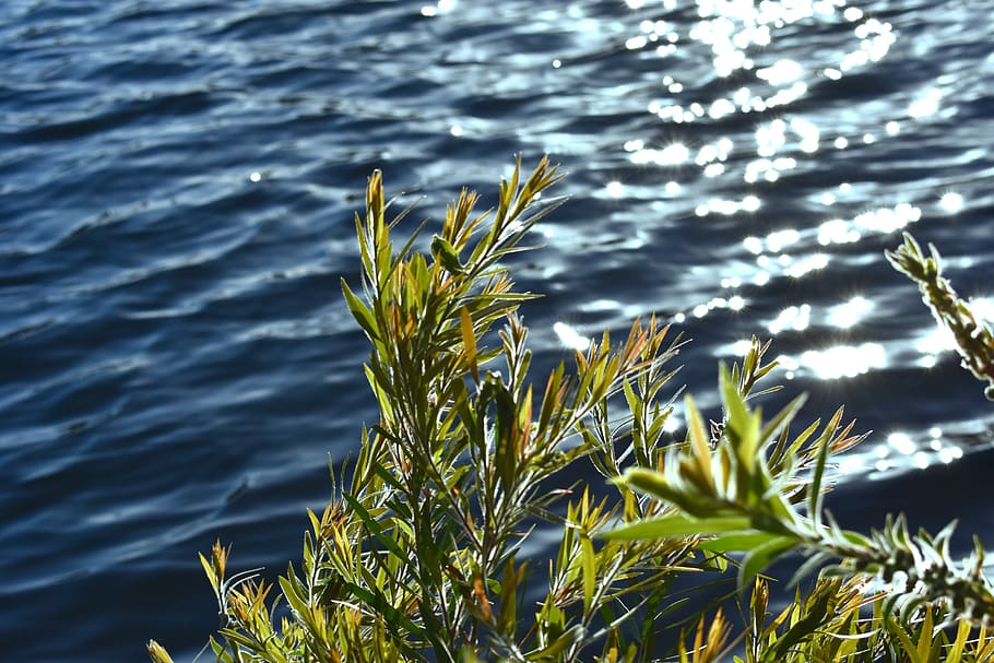 australia, melbourne, water, nature, plant, lake, day, no people HD wallpaper
