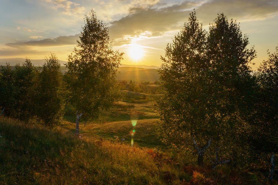 romania, sălicea, plant, tree, sky, tranquility, beauty in nature HD wallpaper