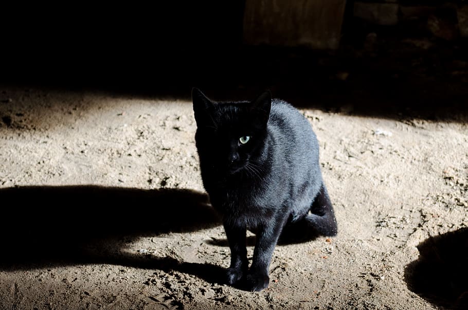 cat, dar, black, shadow, animals, mammal, domestic, pets, domestic animals HD wallpaper