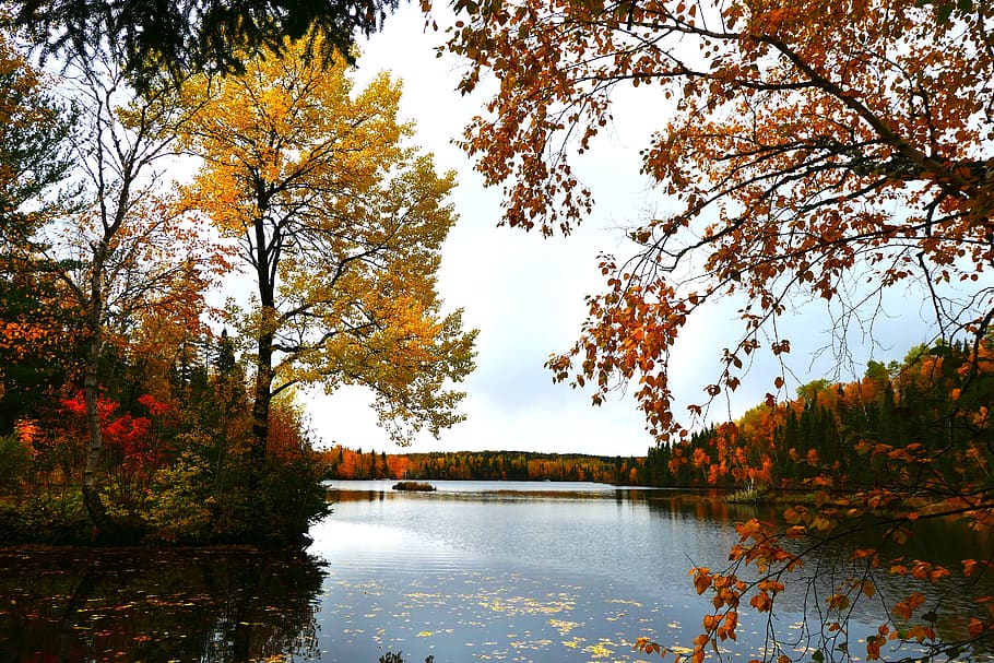 landscape, fall, nature, forest, trees, leaves, sky, colors HD wallpaper