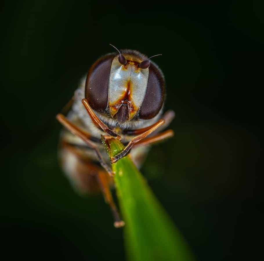 Fly On Leaf In Macro Photography, bug, close-up, insect, little HD wallpaper
