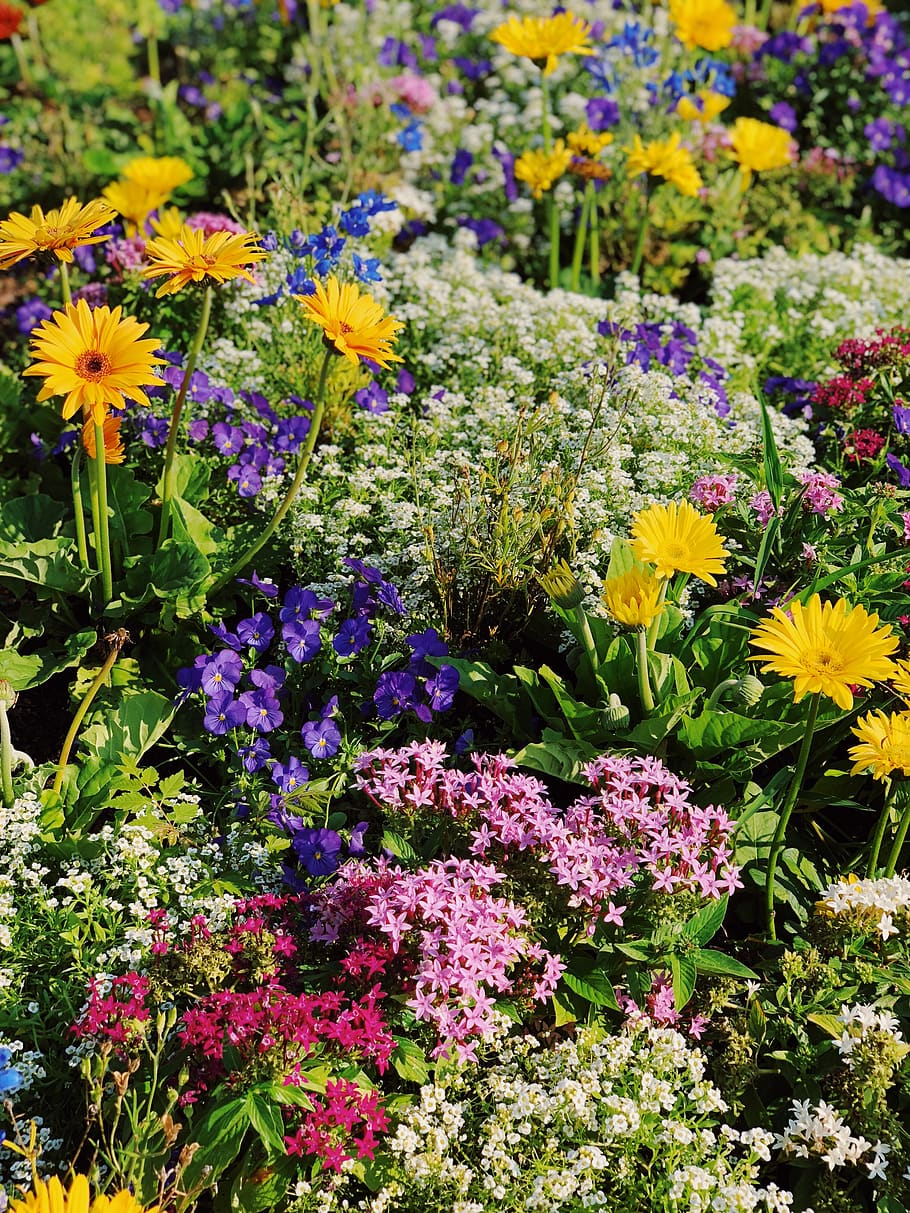 flowers field, plant, garden, flora, outdoors, blossom, aster HD wallpaper