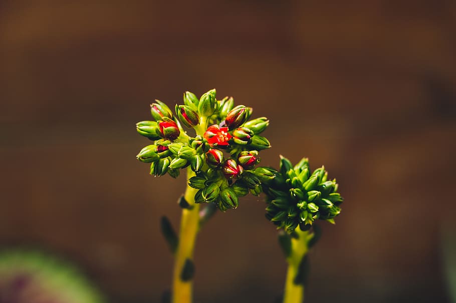 growth, plant, freshness, beauty in nature, flower, close-up HD wallpaper
