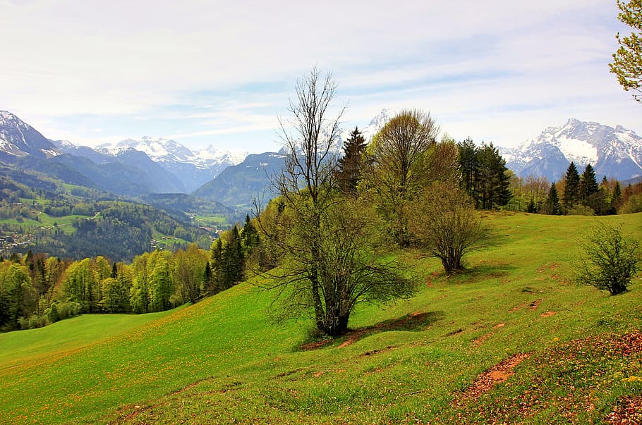 nature, landscape, tree, grass, mountain, meadow, wood, panorama HD wallpaper