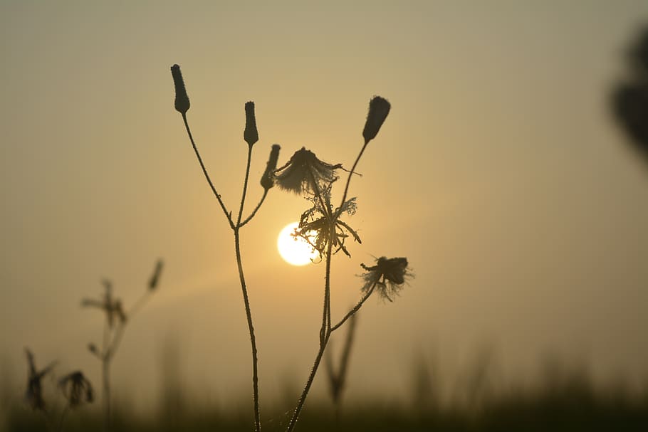 beautiful, sun, nature, plant, sunset, focus on foreground HD wallpaper