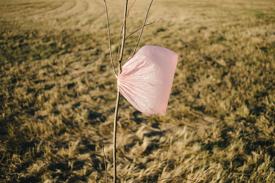 Plastic bag on a tree, destroy, disposal, dispose, ecosystem HD wallpaper