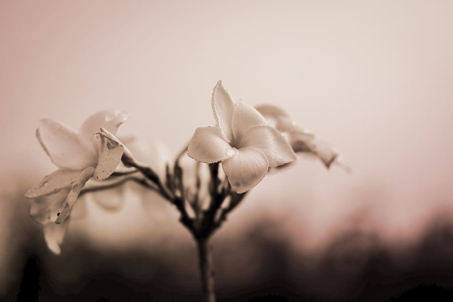 flowers, spring, warm, glow, pink, yellow, soft, nature, sunlight HD wallpaper