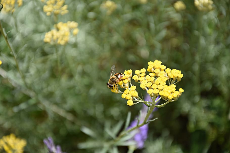 bee, insect, nature, macro, honey bee, pollen, flower, close up HD wallpaper