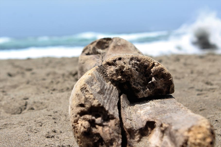oregon, beach, driftwood, land, sea, sand, nature, focus on foreground HD wallpaper