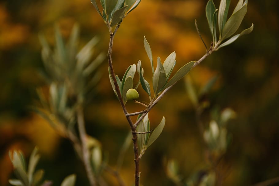 olive tree, brown, calm, wallpaper, growth, plant, nature, beauty in nature HD wallpaper