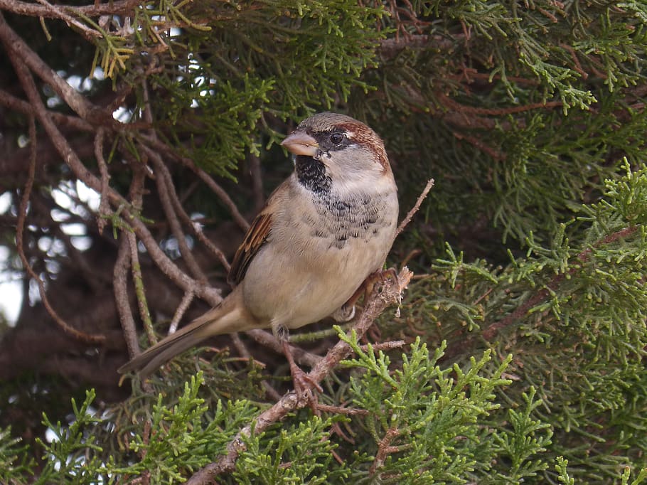 sparrow, seto, bird, landed, plumage, one animal, animal themes HD wallpaper