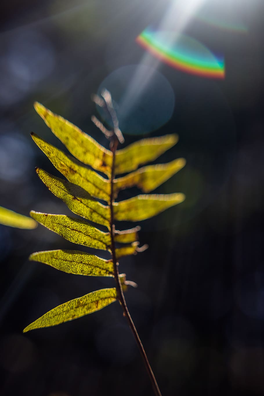 Green Leafed Plant, blur, branch, bright, close-up, color, daylight HD wallpaper