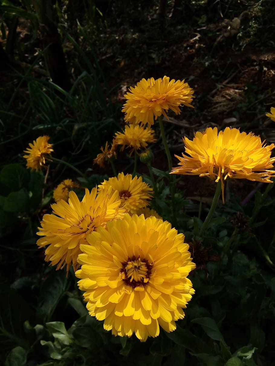 Calendulae flores 1080P, 2K, 4K, 5K HD wallpapers free download | Wallpaper  Flare