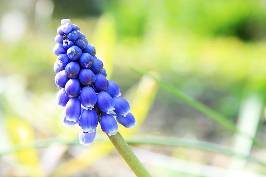 muscari, flower, background, spring, blue, blossom, bloom, hyacinth HD wallpaper