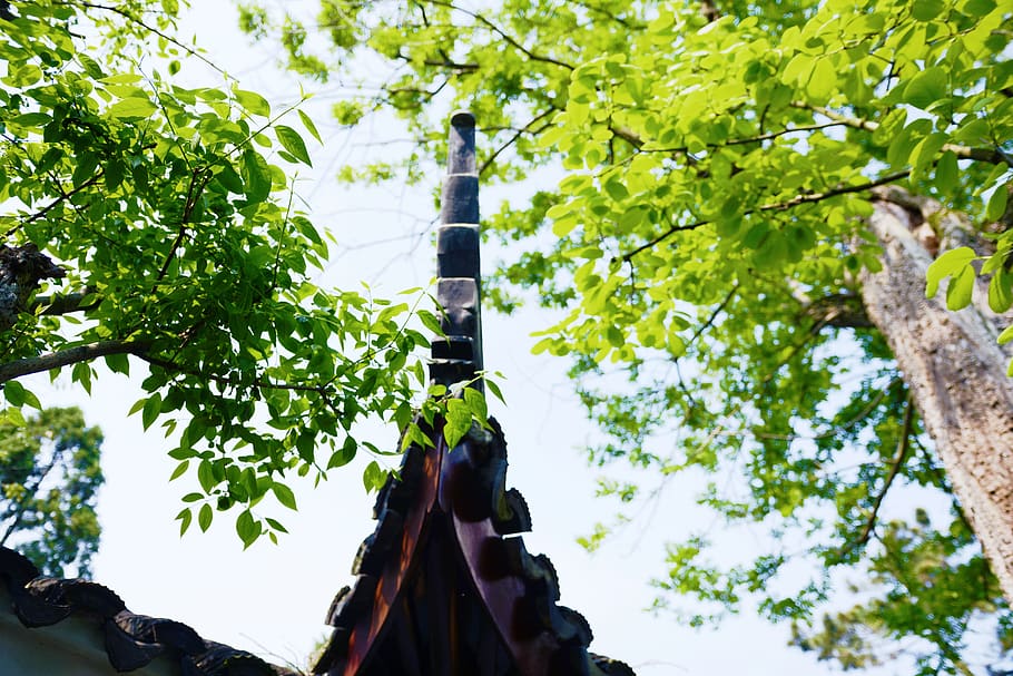 china, suzhou, tree, plant, low angle view, branch, nature HD wallpaper