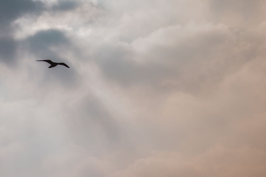 switzerland, cloud - sky, animal wildlife, animal themes, animals in the wild HD wallpaper