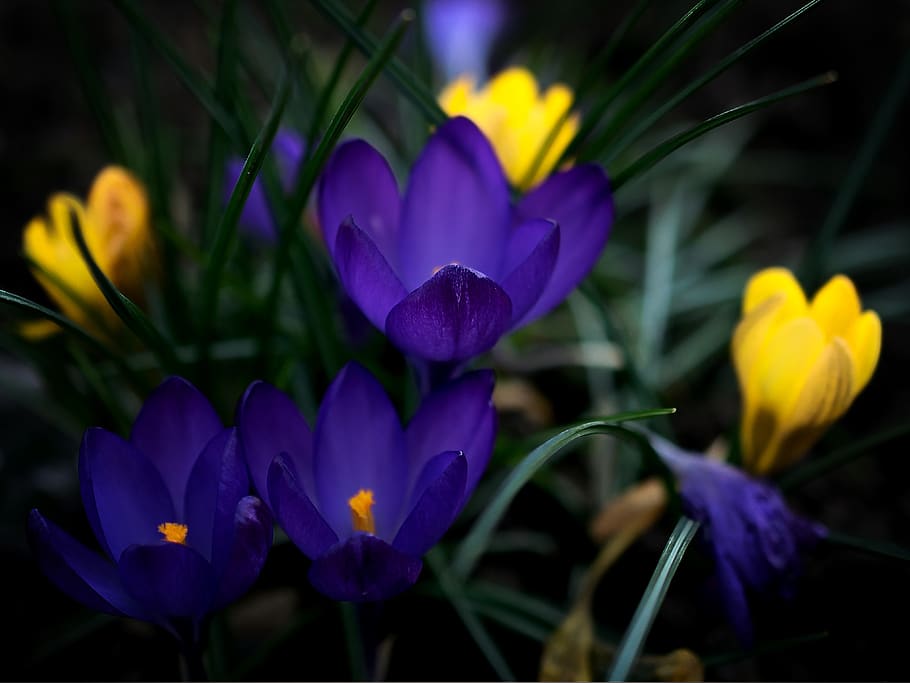 crocus, flower, blossom, bloom, nature, flora, plant, spring HD wallpaper