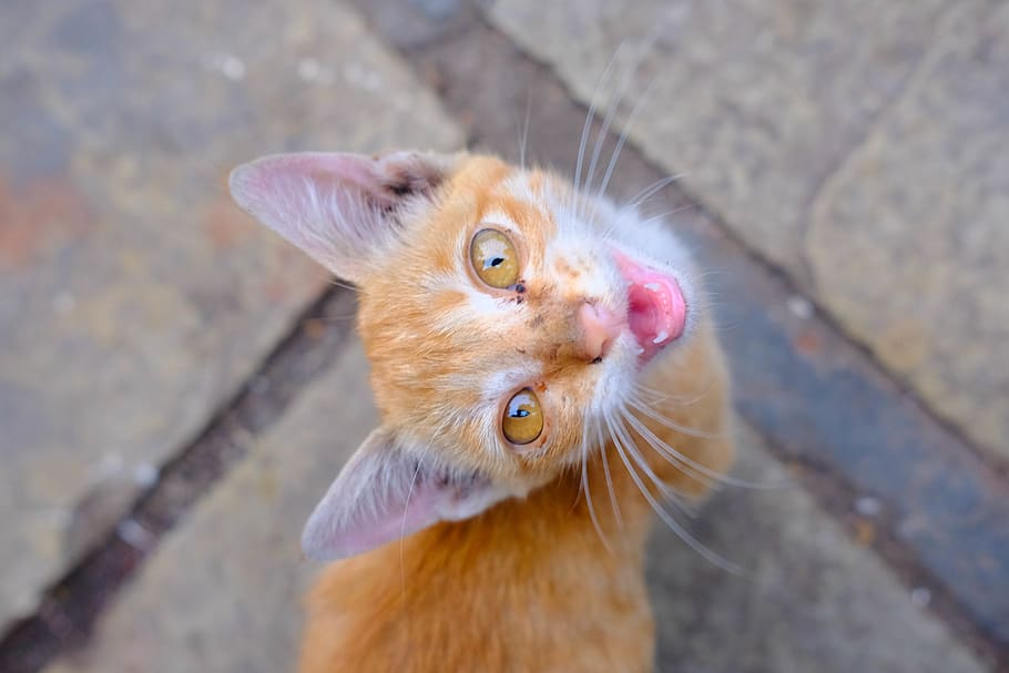 india, pune, kitten, one animal, animal themes, domestic cat HD wallpaper