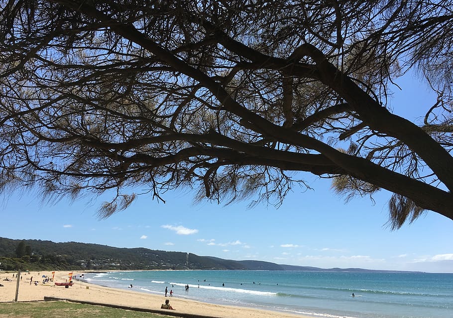 tree, beach, sea, blue, coast, water, sky, beauty in nature HD wallpaper