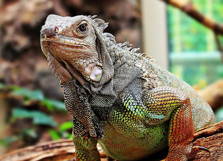 iguana, wild, reptile, lizard, animal, nature, jungle, park HD wallpaper