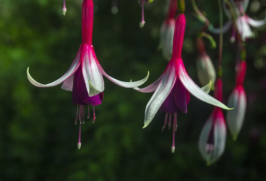 fuchsia, flower, blossom, bloom, botanical garden, flora, nature HD wallpaper