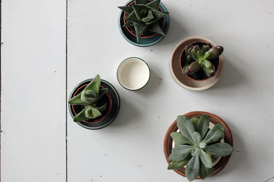 four succulent plants, leaf, plant part, potted plant, directly above HD wallpaper