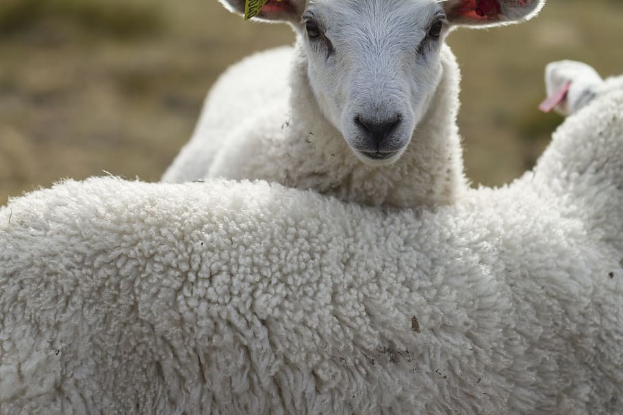 two white sheep, livestock, mammal, animal themes, domestic animals HD wallpaper