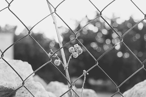 wire, fence, outside, forest, nature, black and white, bokeh HD wallpaper