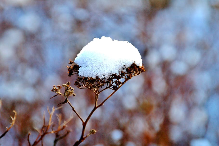 winter, protection, branch, snow, nature, arid, plant, white color HD wallpaper