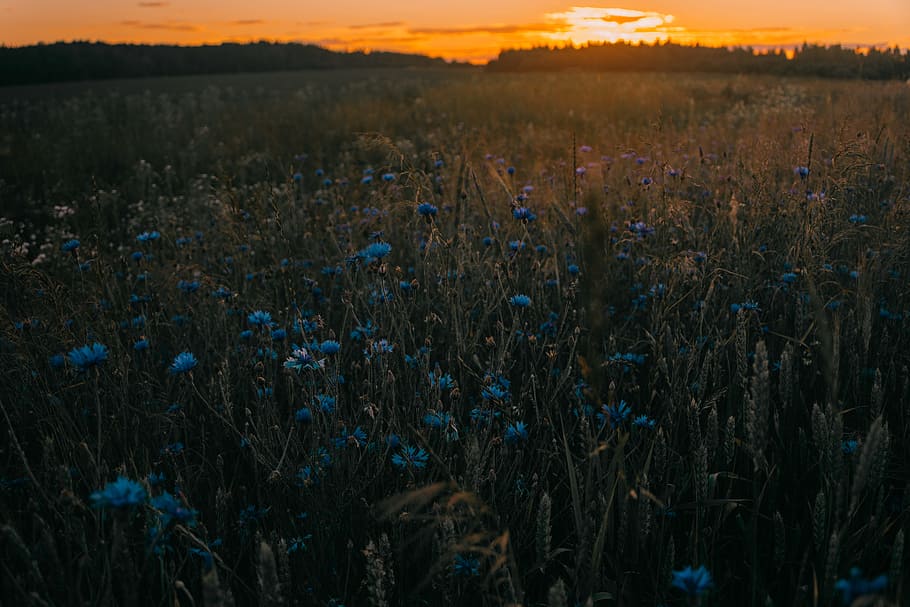 Blue and Green Flowers, clouds, colors, dark, darkness, dusk HD wallpaper