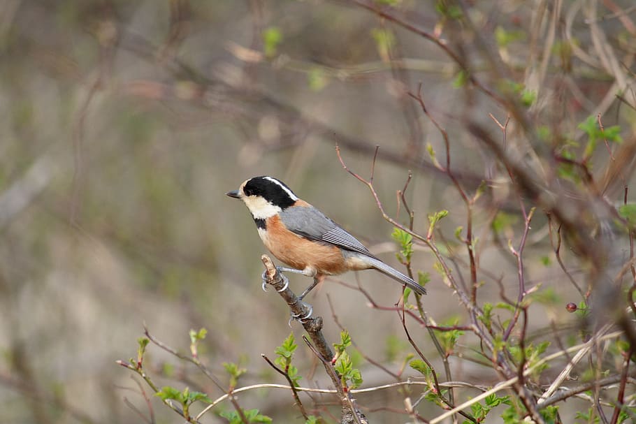 bird, spring, nature, new, birds, landscape, bud, spring clothing HD wallpaper