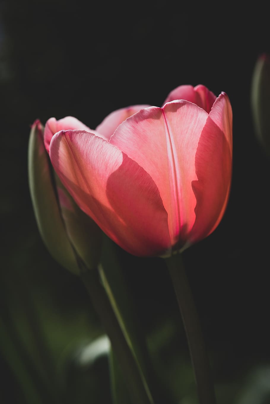 tulip, flower, red, spring, nature, garden, flora, blossom HD wallpaper