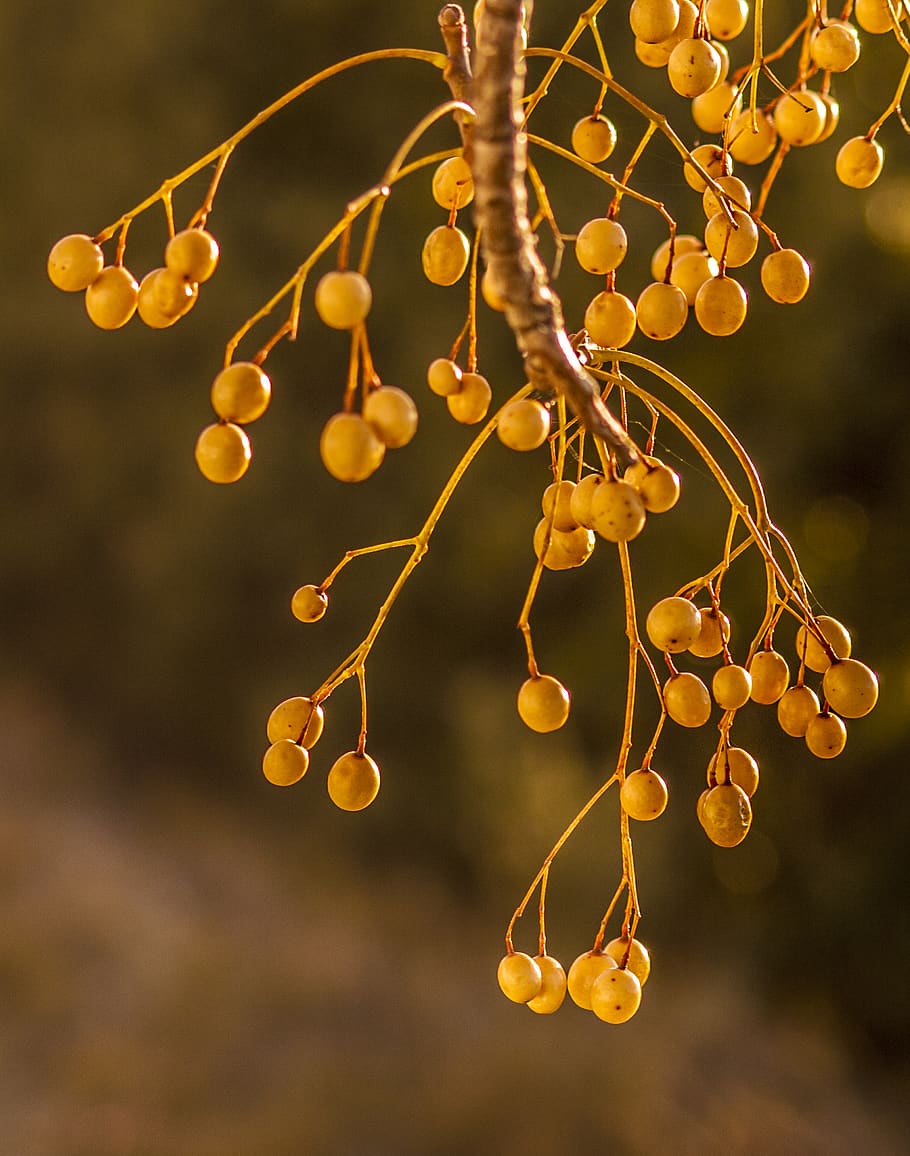 spain, plant, tree, branch, nature, summer, outdoors, sunlight HD wallpaper