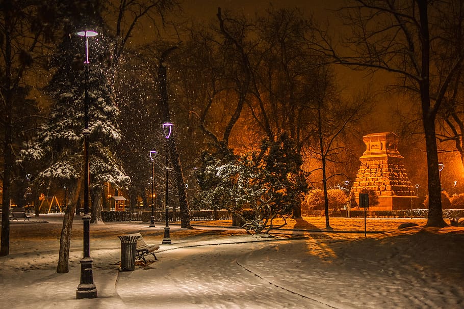 snow, winter, park, tree, night, plant, building exterior, architecture HD wallpaper
